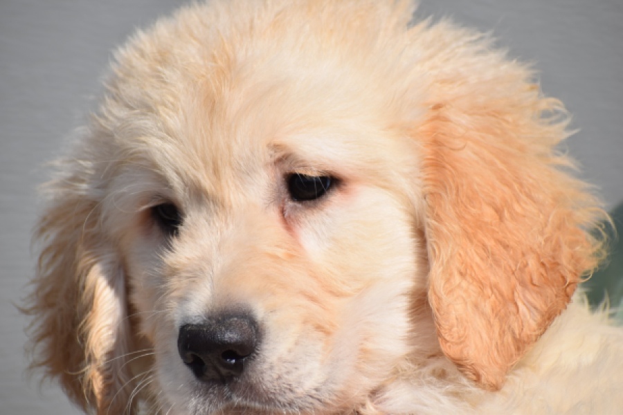 Retriever Golden (reu) 30784