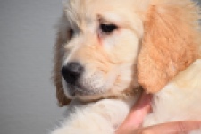 Retriever Golden (reu) 30784