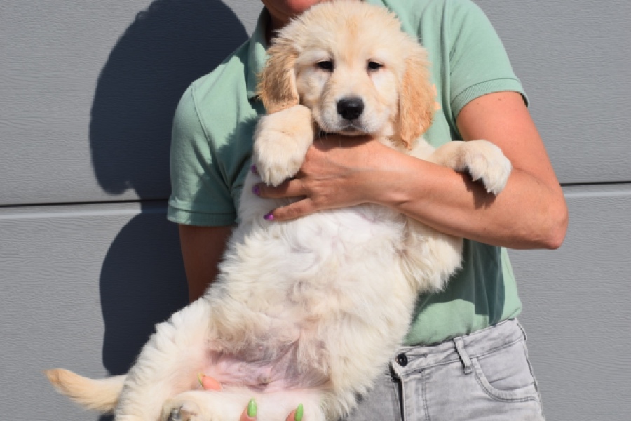 Retriever Golden (reu) 30784