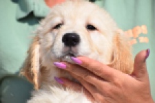 Retriever Golden (reu) 30784