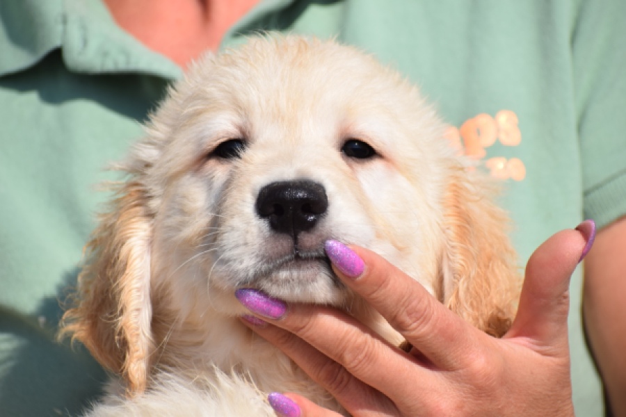 Retriever Golden (reu) 30784