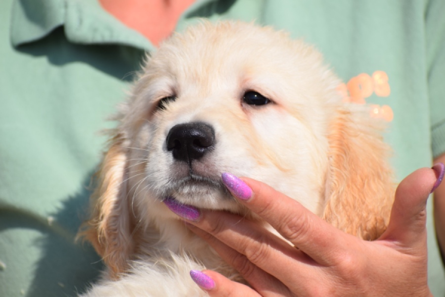 Retriever Golden (reu) 30784