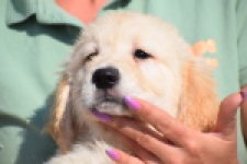 Retriever Golden (reu) 30784