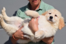 Retriever Golden (reu) 30784