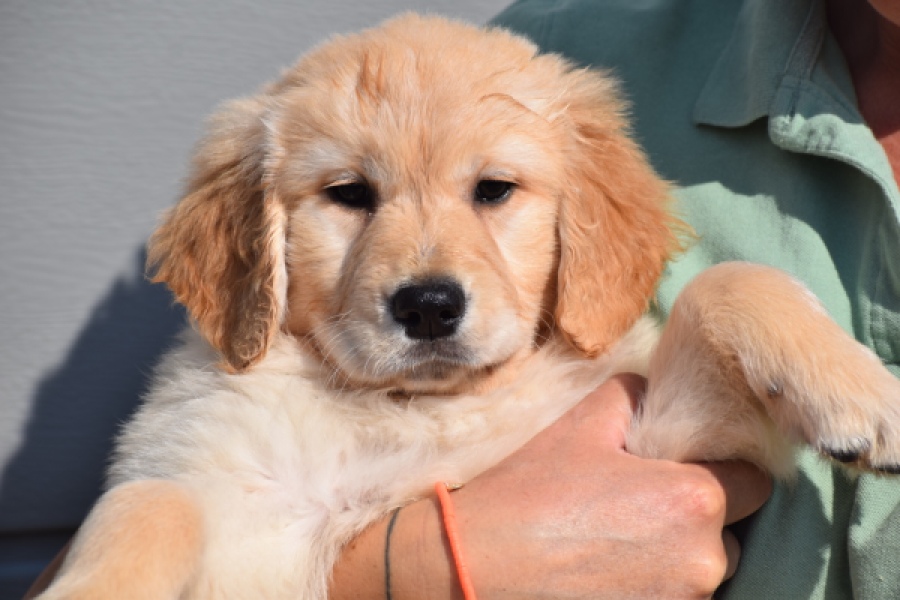 Retriever Golden (teef) 30863