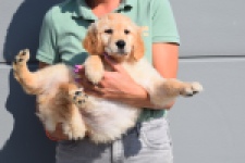 Retriever Golden (teef) 30863