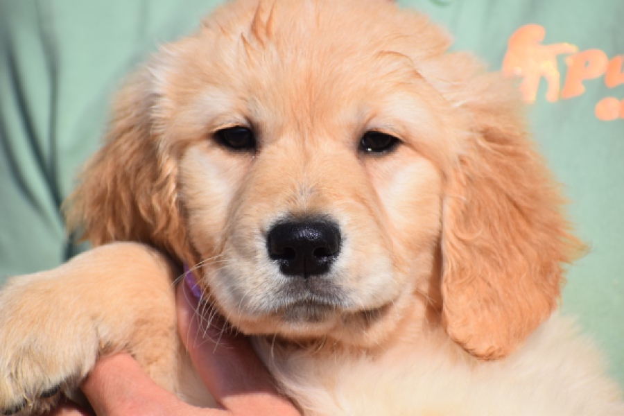 Retriever Golden (teef) 30863