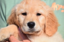 Retriever Golden (teef) 30863