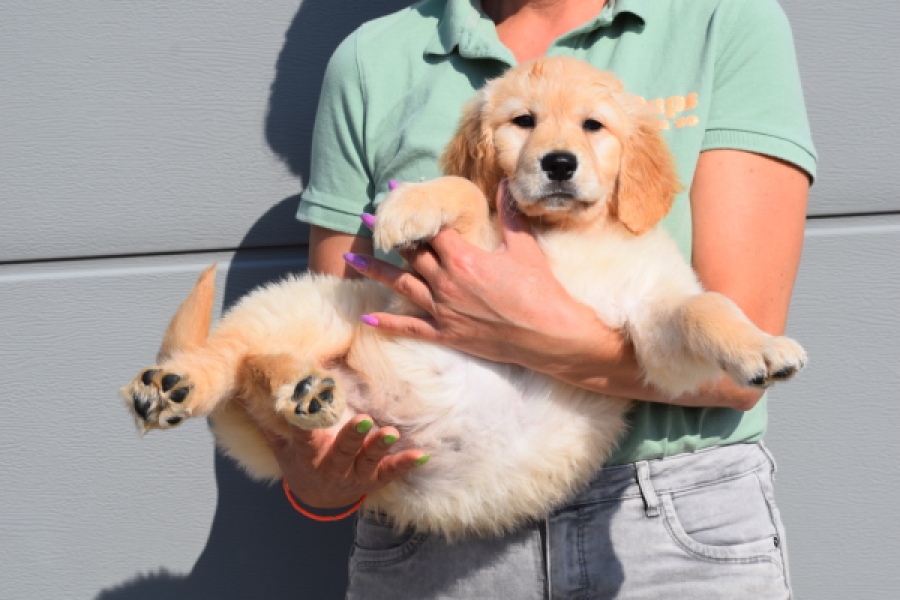 Retriever Golden (teef) 30863