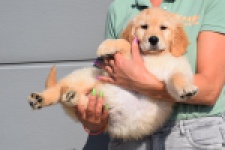 Retriever Golden (teef) 30863