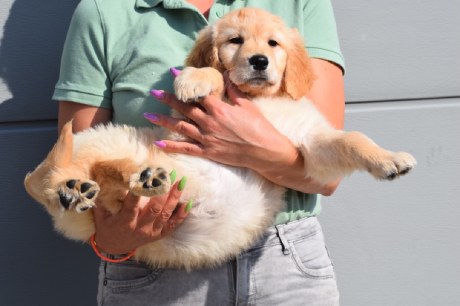 Retriever Golden (teef) 30863