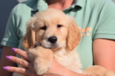 Retriever Golden (reu) 30789