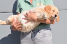 Retriever Golden (reu) 30789
