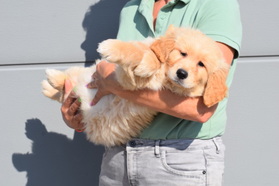 Retriever Golden (reu) 30789