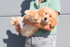 Retriever Golden (reu) 30789