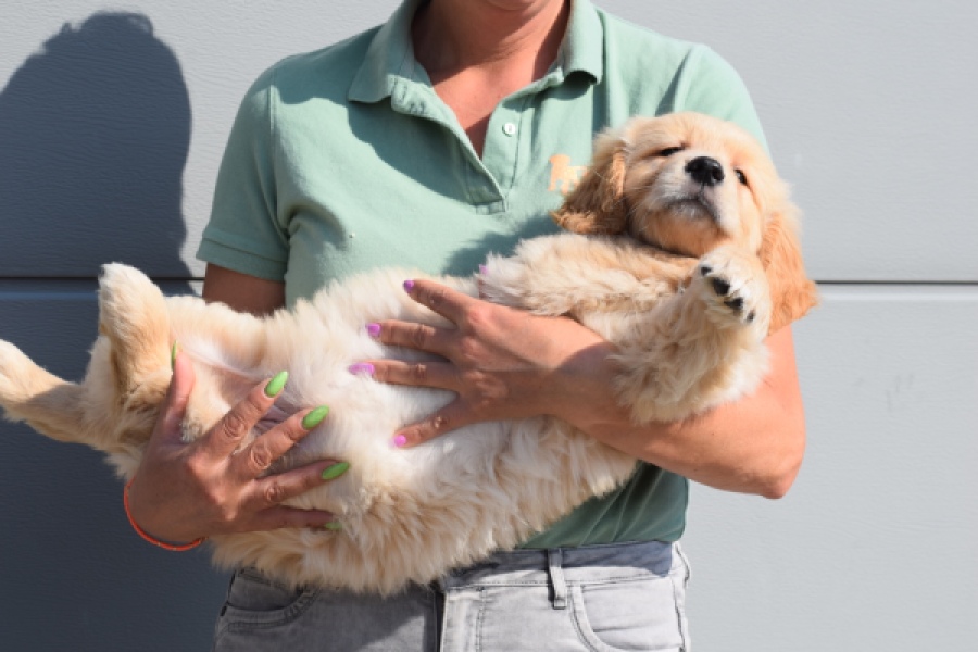 Retriever Golden (reu) 30789