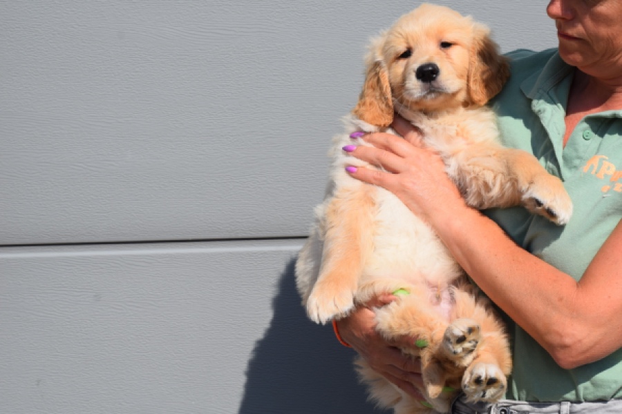 Retriever Golden (reu) 30789