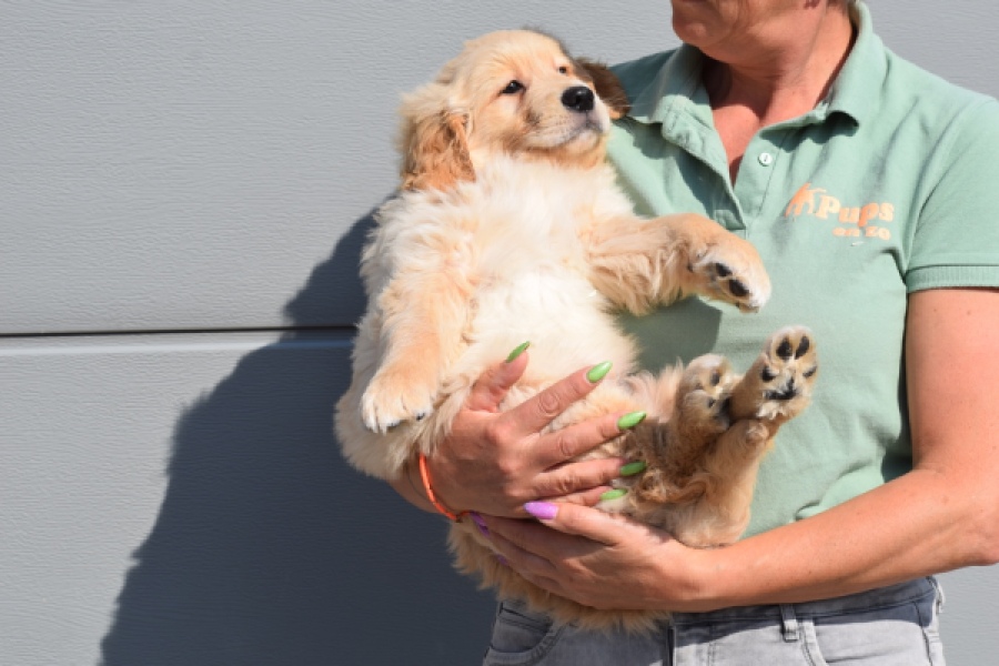 Retriever Golden (reu) 30789