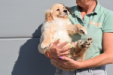Retriever Golden (reu) 30789