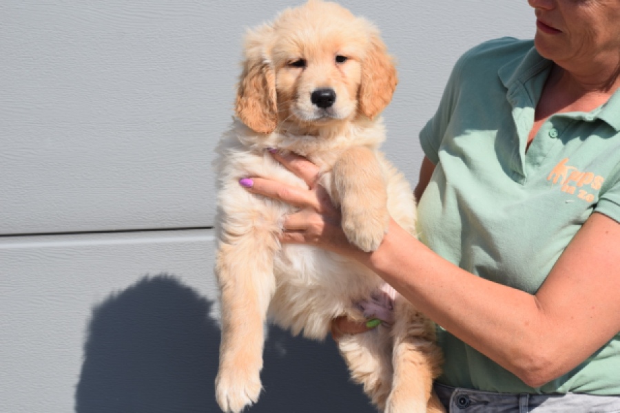 Retriever Golden (reu) 30789