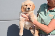 Retriever Golden (reu) 30789