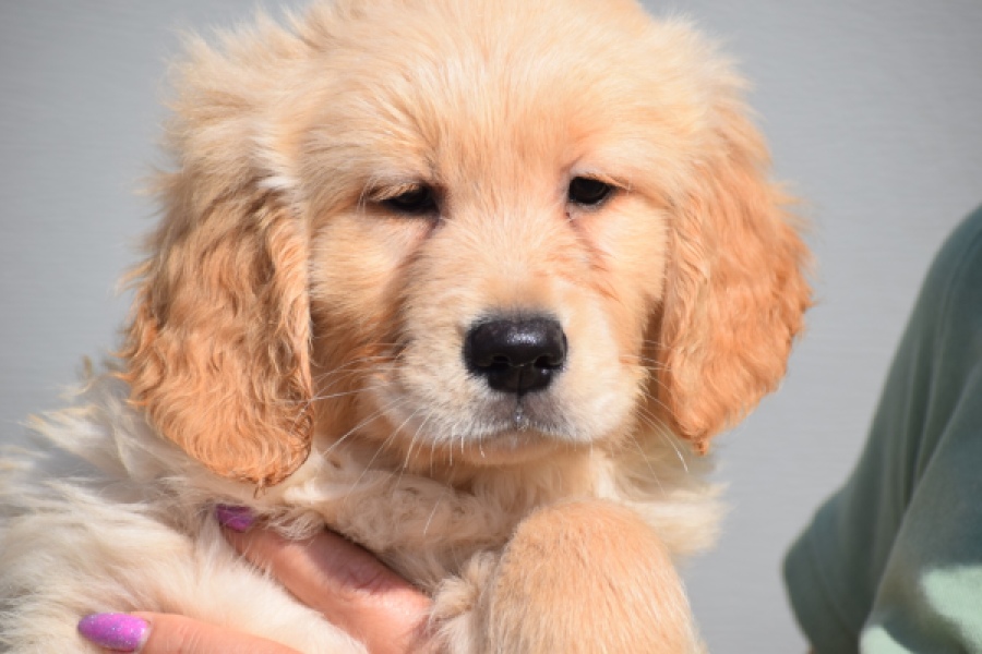 Retriever Golden (reu) 30789