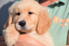 Retriever Golden (reu) 30789