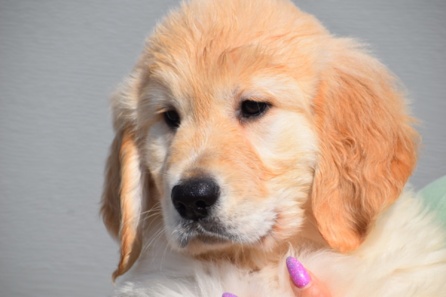 Retriever Golden (reu) 30776