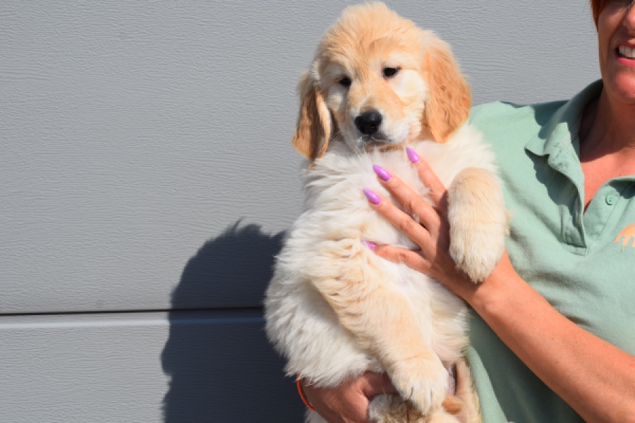 Retriever Golden (reu) 30776