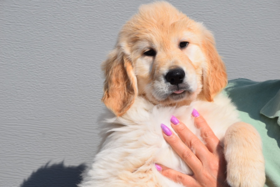 Retriever Golden (reu) 30776