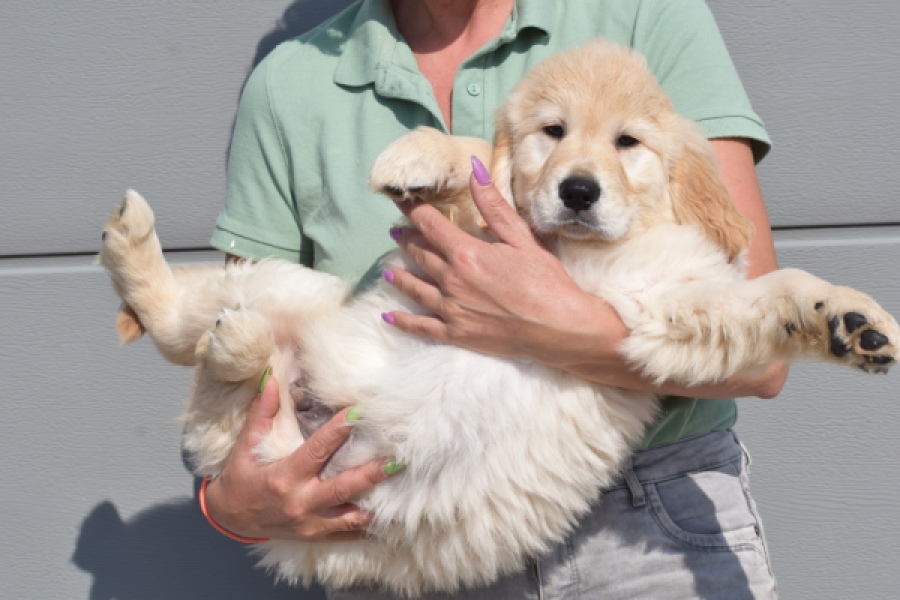 Retriever Golden (reu) 30776