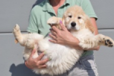Retriever Golden (reu) 30776
