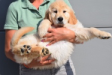 Retriever Golden (reu) 30776