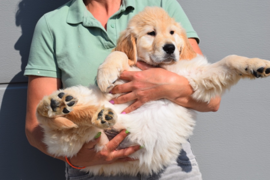 Retriever Golden (reu) 30776