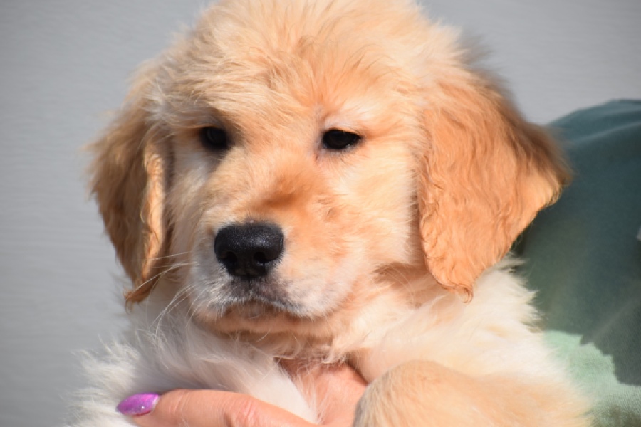 Retriever Golden (reu) 30780