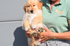 Retriever Golden (reu) 30780