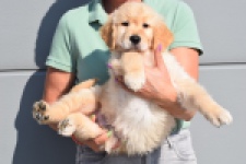 Retriever Golden (reu) 30780