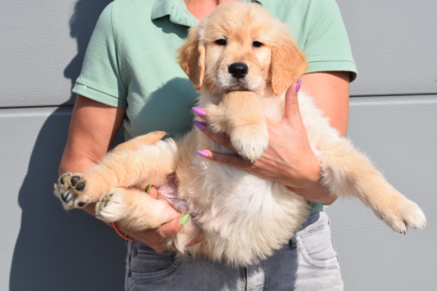 Retriever Golden (reu) 30780