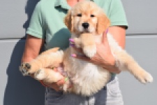 Retriever Golden (reu) 30780