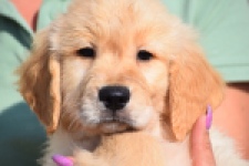 Retriever Golden (reu) 30780