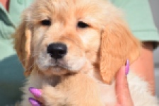 Retriever Golden (reu) 30780