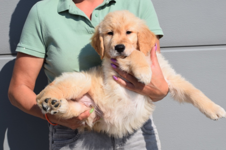 Retriever Golden (reu) 30780