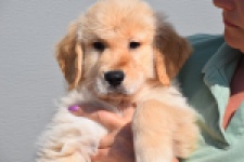 Retriever Golden (reu) 30780