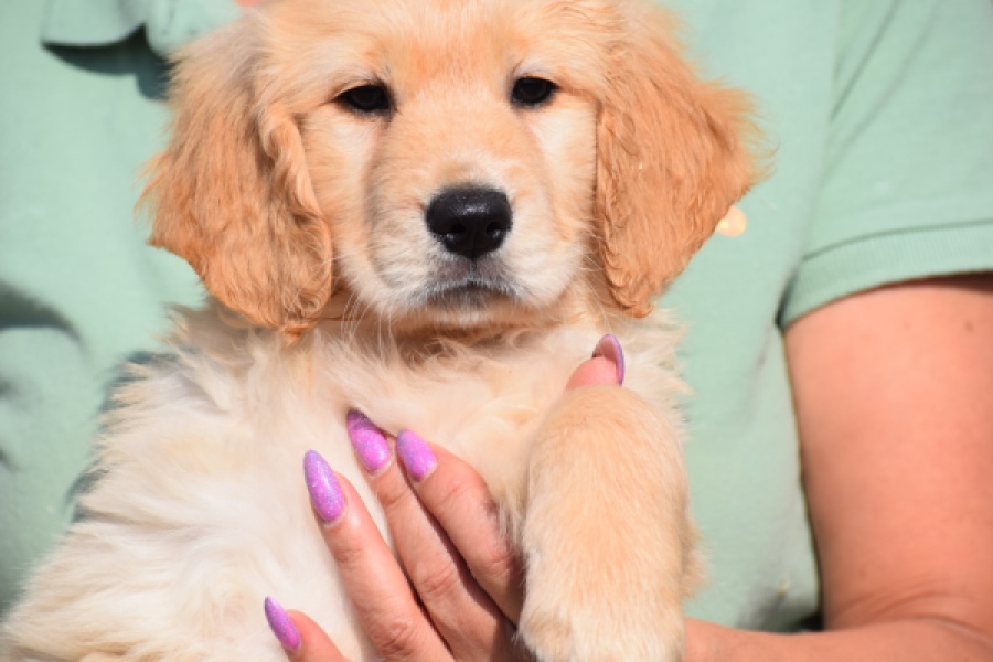 Retriever Golden (teef) 30862