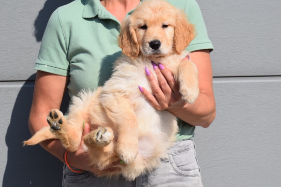 Retriever Golden (teef) 30862