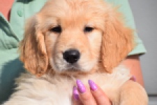Retriever Golden (teef) 30862