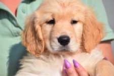 Retriever Golden (teef) 30862