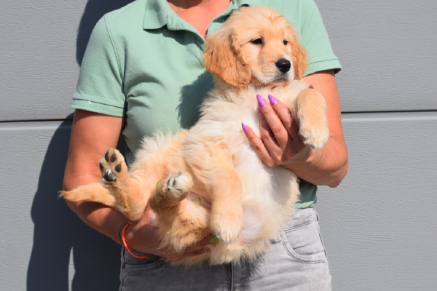 Retriever Golden (teef) 30862