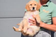 Retriever Golden (teef) 30862