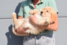 Retriever Golden (teef) 30862